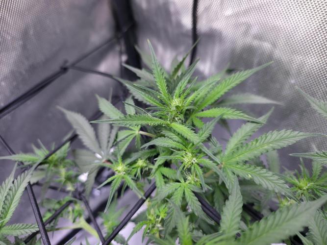 Bubblegum Femaleseeds. Week 9 - 10/03/2026
Big defoll 