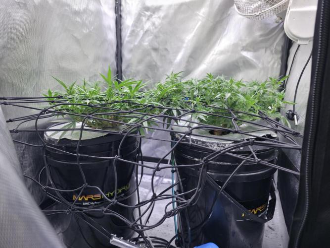 Bubblegum Femaleseeds. Week 9 - 10/03/2026
Big defoll 