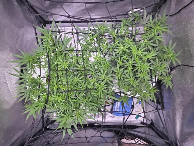 Bubblegum Femaleseeds. Week 9 - 10/03/2026
Big defoll 