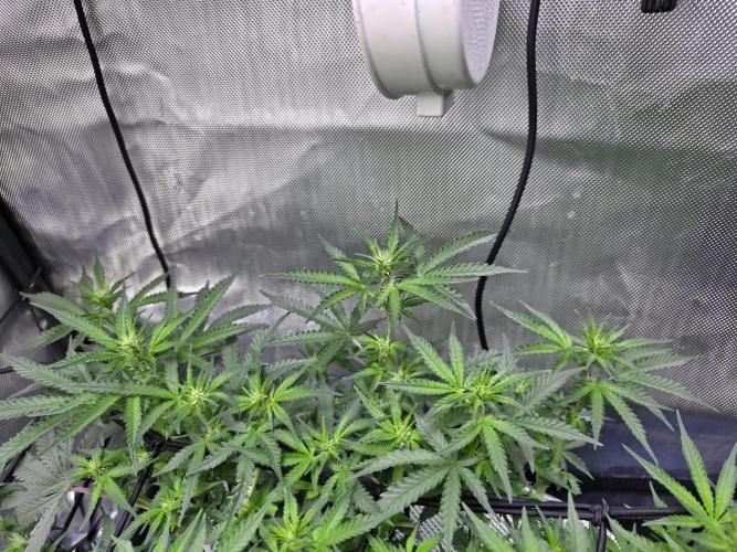Bubblegum Femaleseeds. Week 10 - Light: 86% = 675watts for 60% of the day then dimmed to 76% then 69% then 30min 