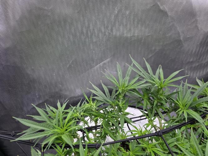 Bubblegum Femaleseeds. Week 10 - Light: 86% = 675watts for 60% of the day then dimmed to 76% then 69% then 30min 