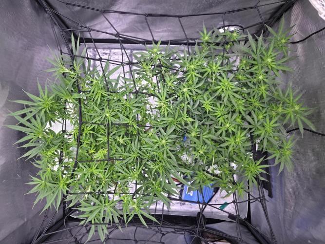 Bubblegum Femaleseeds. Week 10 - Light: 86% = 675watts for 60% of the day then dimmed to 76% then 69% then 30min 