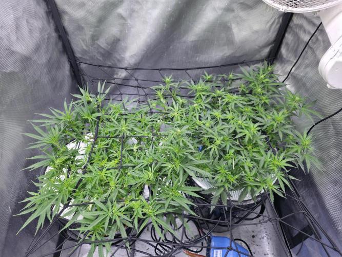 Bubblegum Femaleseeds. Week 10 - Light: 86% = 675watts for 60% of the day then dimmed to 76% then 69% then 30min 
