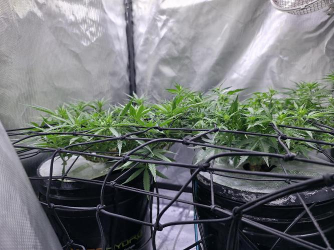 Bubblegum Femaleseeds. Week 10 - Light: 86% = 675watts for 60% of the day then dimmed to 76% then 69% then 30min 
