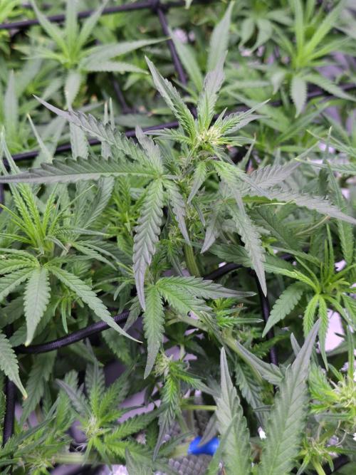 Bubblegum Femaleseeds. Week 10 - Light: 86% = 675watts for 60% of the day then dimmed to 76% then 69% then 30min 