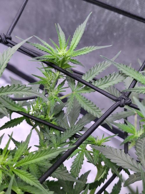 Bubblegum Femaleseeds. Week 10 - Light: 86% = 675watts for 60% of the day then dimmed to 76% then 69% then 30min 