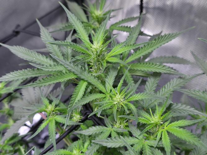Bubblegum Femaleseeds. Week 10 - Light: 86% = 675watts for 60% of the day then dimmed to 76% then 69% then 30min 