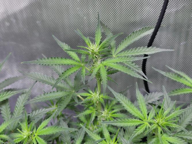 Bubblegum Femaleseeds. Week 10 - Light: 86% = 675watts for 60% of the day then dimmed to 76% then 69% then 30min 