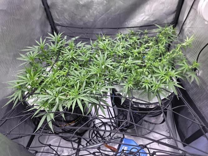 Bubblegum Femaleseeds. Week 10 - 12/03/2026
Lite defoll and supercropped some colas!