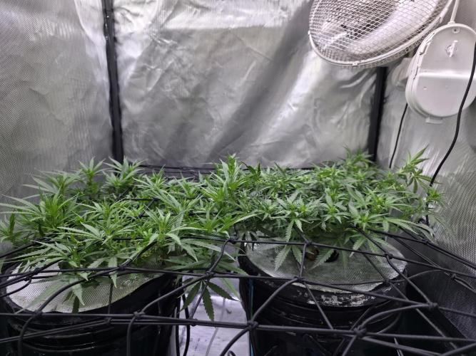 Bubblegum Femaleseeds. Week 10 - 12/03/2026
Lite defoll and supercropped some colas!