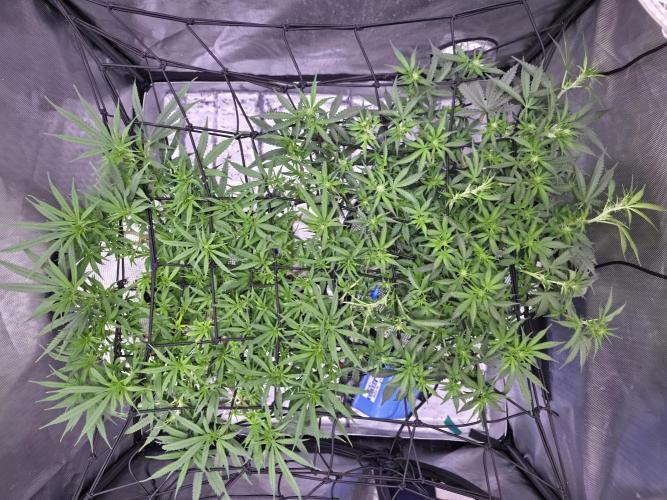 Bubblegum Femaleseeds. Week 10 - 12/03/2026
Lite defoll and supercropped some colas!