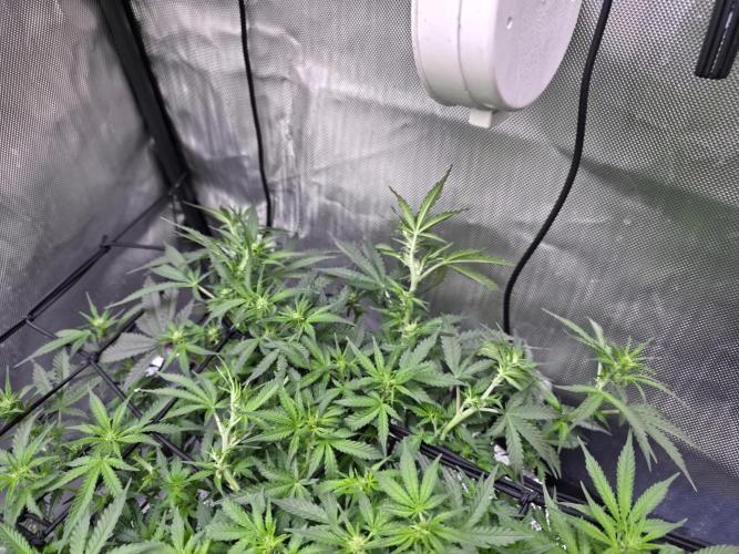 Bubblegum Femaleseeds. Week 10 - 12/03/2026
Lite defoll and supercropped some colas!