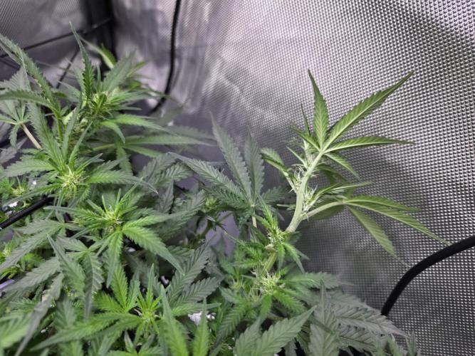 Bubblegum Femaleseeds. Week 10 - 12/03/2026
Lite defoll and supercropped some colas!