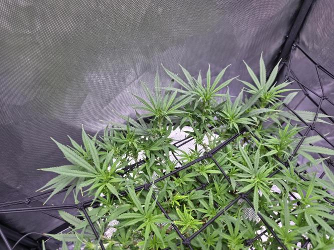 Bubblegum Femaleseeds. Week 10 - 12/03/2026
Lite defoll and supercropped some colas!