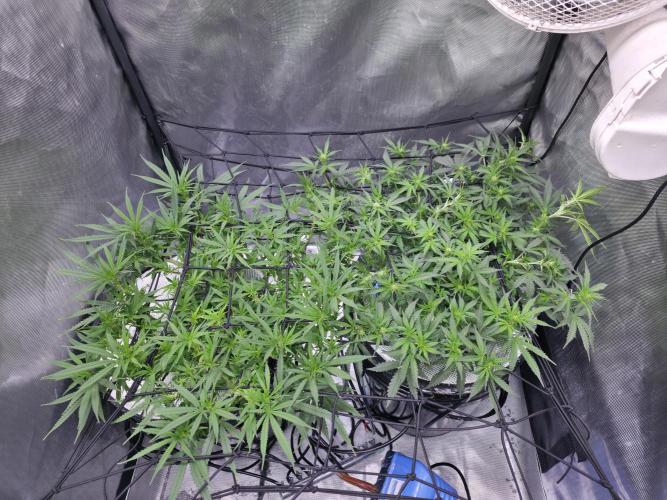 Bubblegum Femaleseeds. Week 10 - 12/03/2026
Lite defoll and supercropped some colas!