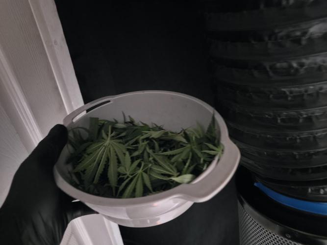 Bubblegum Femaleseeds. Week 10 - 15/03/2026
Lite defoll and suppercropped colas and installed 3rd SCrog Net! 