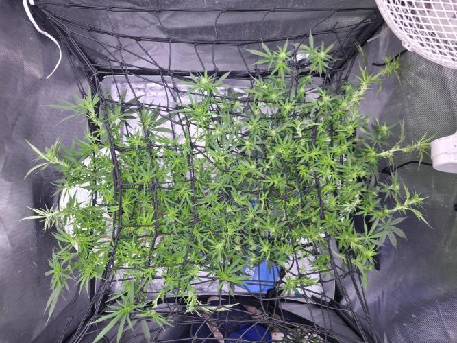 Bubblegum Femaleseeds. Week 10 - 15/03/2026
Lite defoll and suppercropped colas and installed 3rd SCrog Net! 