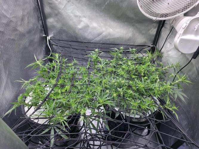 Bubblegum Femaleseeds. Week 10 - 15/03/2026
Lite defoll and suppercropped colas and installed 3rd SCrog Net! 