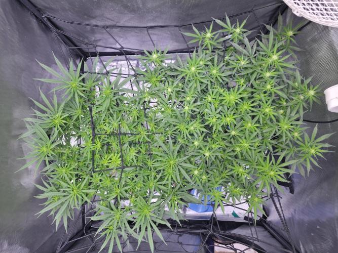 Bubblegum Femaleseeds. Week 10 - 15/03/2026
Lite defoll and suppercropped colas and installed 3rd SCrog Net! 
