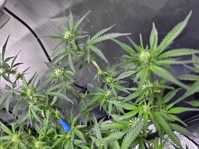 Bubblegum Femaleseeds. Week 10 - 16/03/1026 
Another lite defoll and suppercropped some colas again!