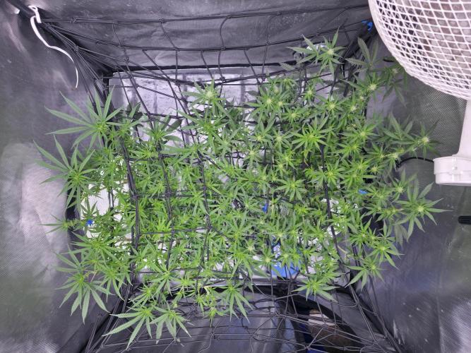 Bubblegum Femaleseeds. Week 10 - 16/03/1026 
Another lite defoll and suppercropped some colas again!