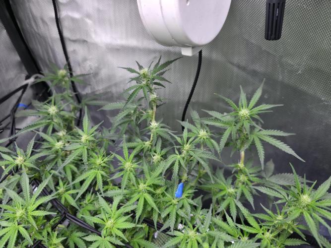 Bubblegum Femaleseeds. Week 10 - 16/03/1026 
Another lite defoll and suppercropped some colas again!