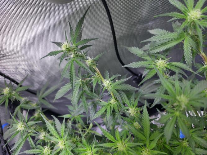 Bubblegum Femaleseeds. Week 10 - 16/03/1026 
Another lite defoll and suppercropped some colas again!