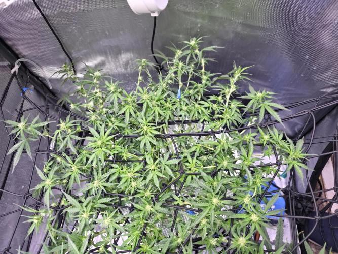 Bubblegum Femaleseeds. Week 10 - 16/03/1026 
Another lite defoll and suppercropped some colas again!