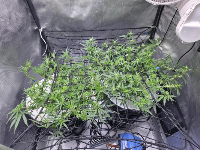 Bubblegum Femaleseeds. Week 10 - 16/03/1026 
Another lite defoll and suppercropped some colas again!