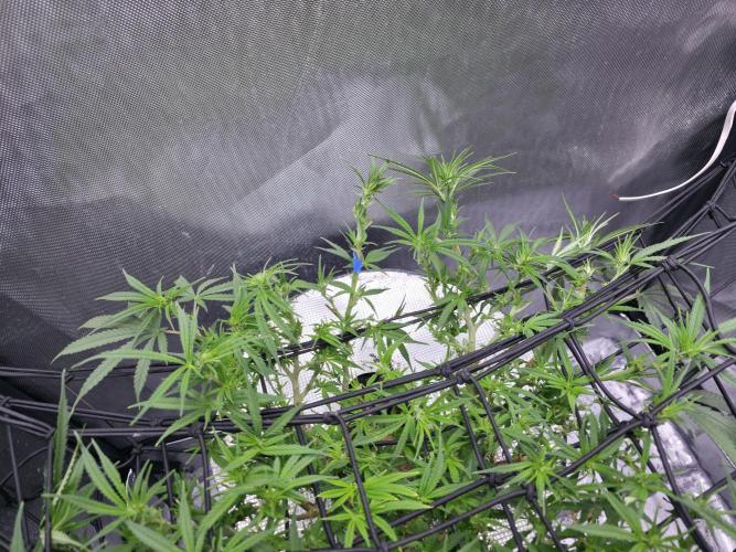 Bubblegum Femaleseeds. Week 10 - 16/03/1026 
Another lite defoll and suppercropped some colas again!