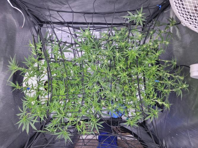 Bubblegum Femaleseeds. Week 10 - 16/03/1026 
Another lite defoll and suppercropped some colas again!