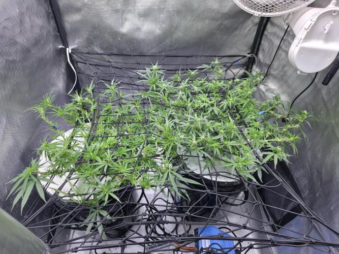 Bubblegum Femaleseeds. Week 10 - 16/03/1026 
Another lite defoll and suppercropped some colas again!