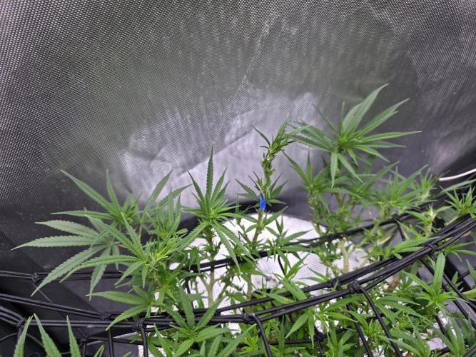 Bubblegum Femaleseeds. Week 10 - 16/03/1026
Midday: Few hours later....