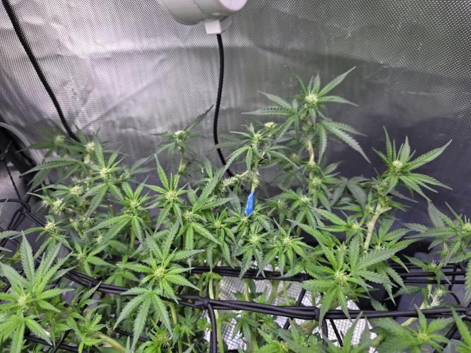 Bubblegum Femaleseeds. Week 10 - 16/03/1026
Midday: Few hours later....