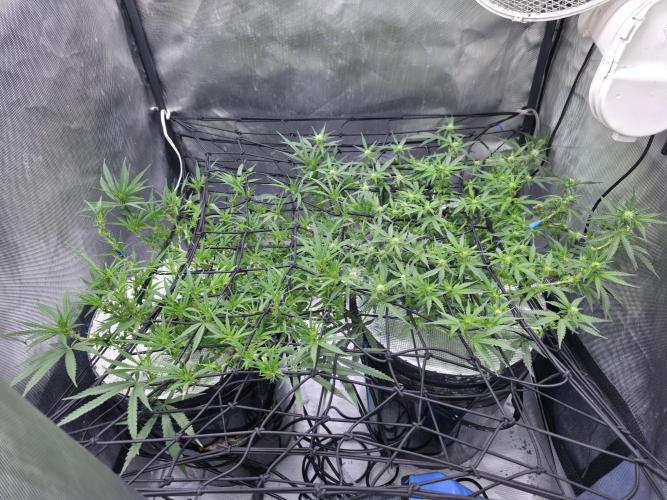 Bubblegum Femaleseeds. Week 10 - 16/03/1026
Midday: Few hours later....