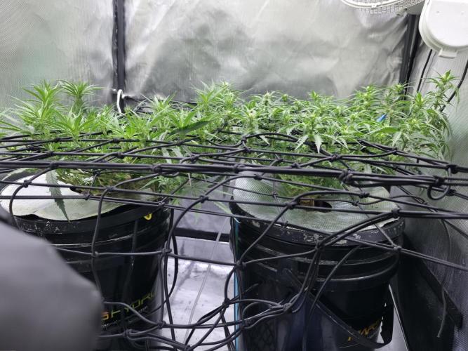Bubblegum Femaleseeds. Week 10 - 17/03/2026 
86% 675watts 
