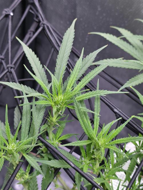 Bubblegum Femaleseeds. Week 10 - 17/03/2026 
86% 675watts 
