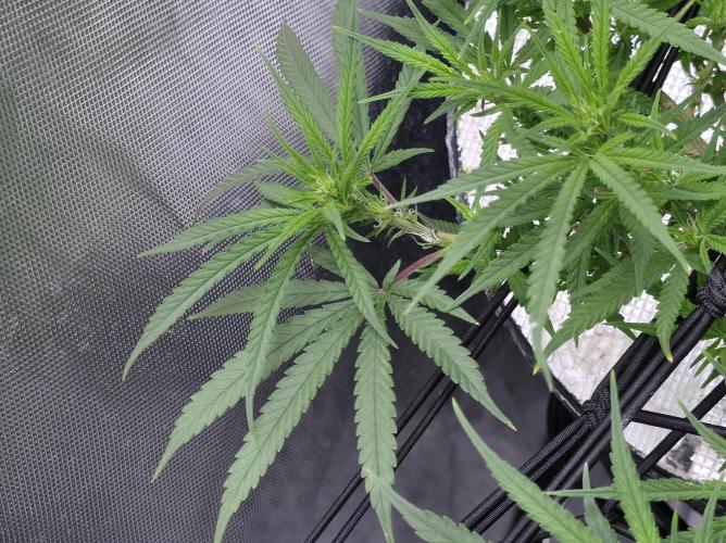Bubblegum Femaleseeds. Week 10 - 17/03/2026 
86% 675watts 
