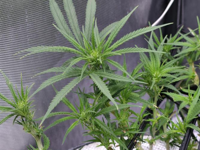 Bubblegum Femaleseeds. Week 10 - 17/03/2026 
86% 675watts 
