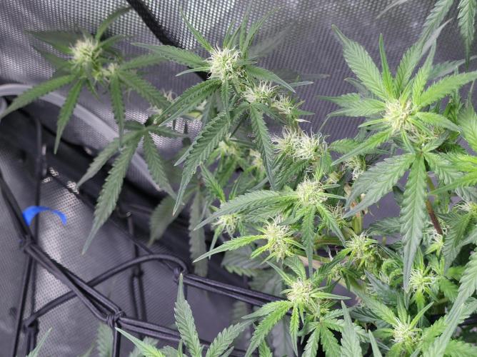 Bubblegum Femaleseeds. Week 10 - 17/03/2026 
86% 675watts 
