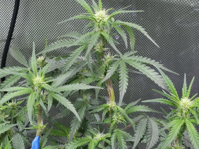 Bubblegum Femaleseeds. Week 10 - 17/03/2026 
86% 675watts 
