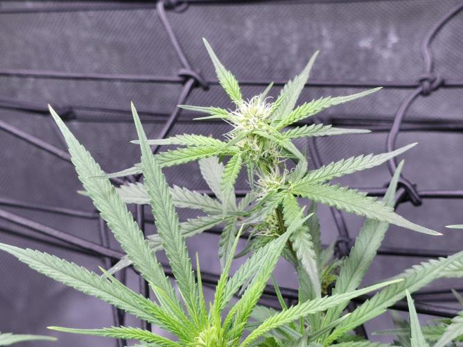 Bubblegum Femaleseeds. Week 10 - 17/03/2026 
86% 675watts 
