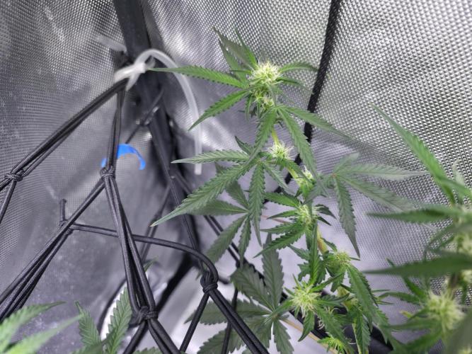 Bubblegum Femaleseeds. Week 10 - 17/03/2026 
86% 675watts 
