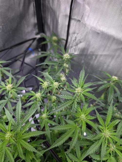 Bubblegum Femaleseeds. Week 10 - 17/03/2026 
86% 675watts 
