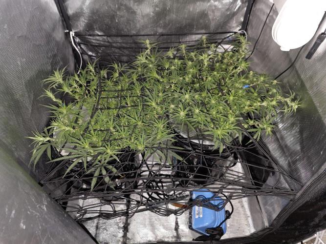Bubblegum Femaleseeds. Week 10 - 17/03/2026 
86% 675watts 
