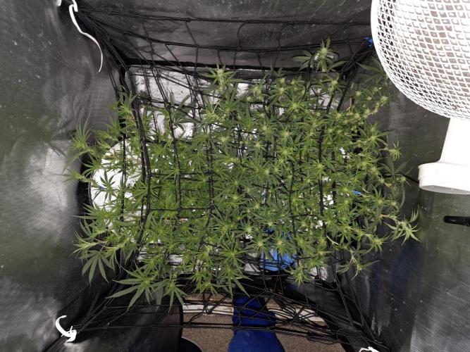 Bubblegum Femaleseeds. Week 10 - 17/03/2026 
86% 675watts 
