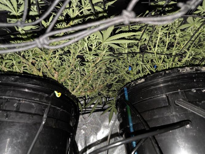 Bubblegum Femaleseeds. Week 10 - 17/03/2026 
86% 675watts 
