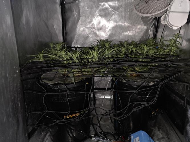 Bubblegum Femaleseeds. Week 10 - 17/03/2026 
86% 675watts 
