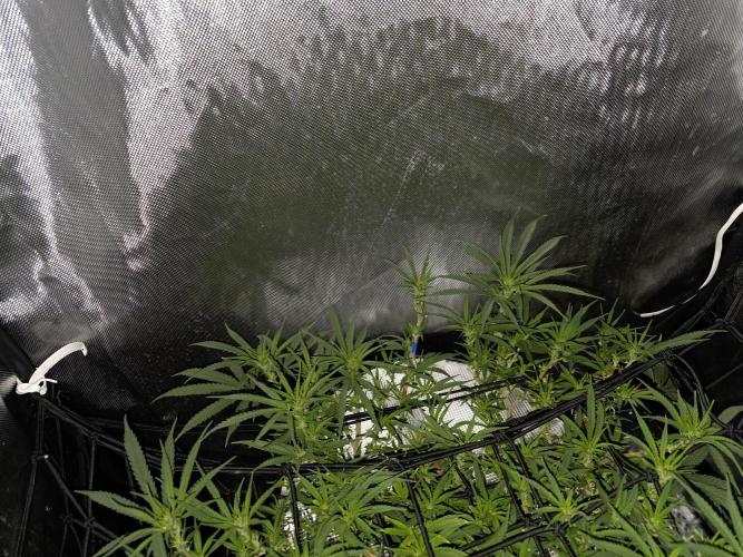 Bubblegum Femaleseeds. Week 10 - 17/03/2026 
86% 675watts 
