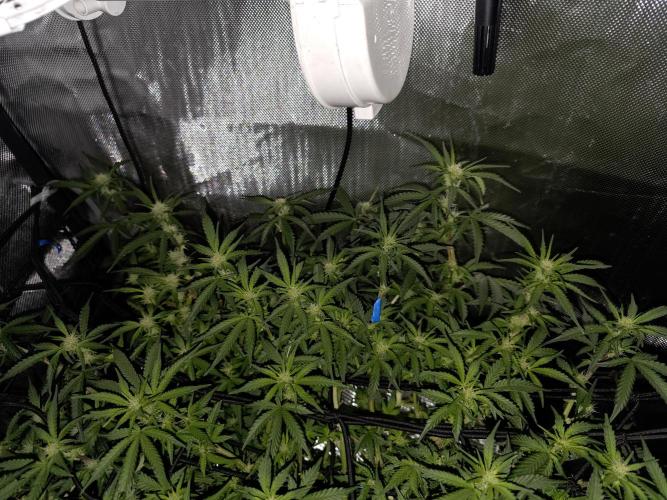 Bubblegum Femaleseeds. Week 10 - 17/03/2026 
86% 675watts 
